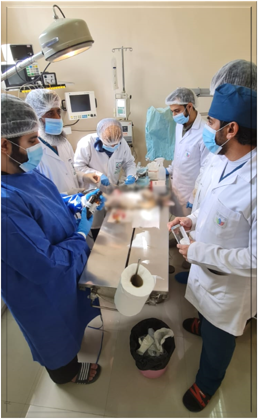 ضمادة جروح متطورة من جامعة نزوى