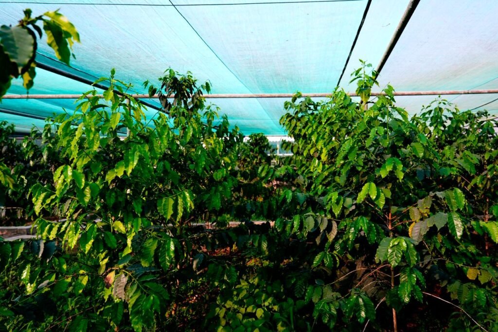 التنمية الزراعية المستدامة